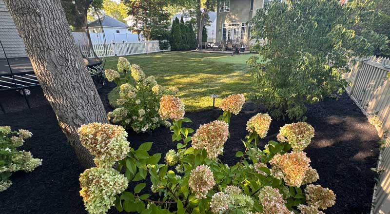 Hydrangea shrubs planted in a mulched backyard bed with mature trees and lawn, showcasing seasonal plant selection for residential landscapes