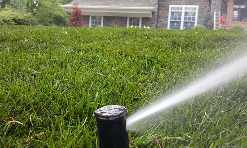 kentucky-bluegrass, sprinkler watering fresh sod