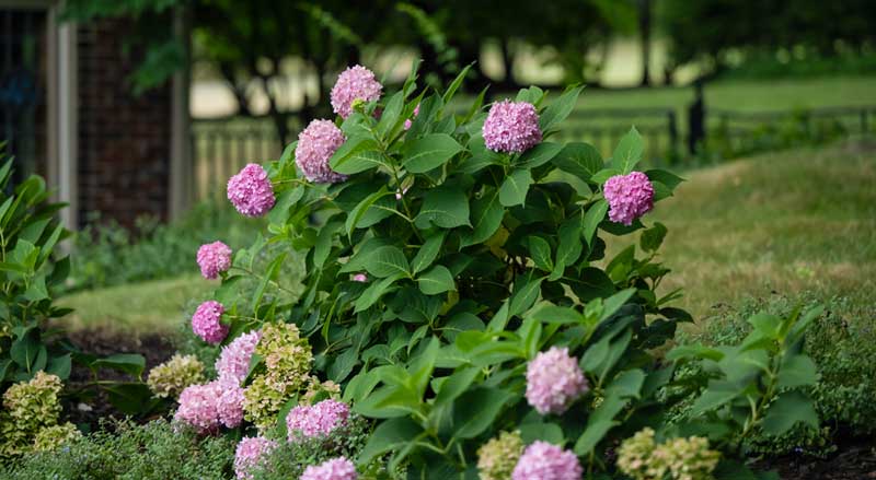 A hydrangea plant in bloom with lilac-colored flowers