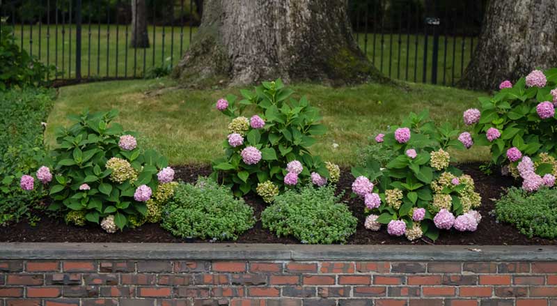 A landscaped brick retaining wall with pretty pink flowers and plants