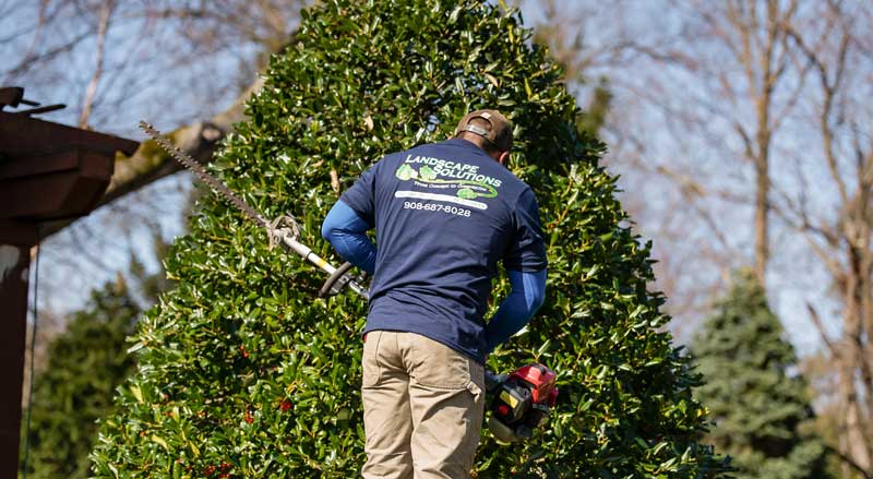 Professional landscaper trimming evergreen shrubs to protect plants and maintain shape before winter in New Jersey
