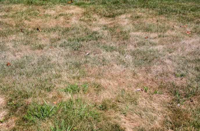Thin and patchy lawn in need of renovation