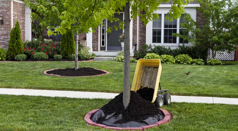 Improper mulching technique around a tree with excess mulch piled up against the trunk
