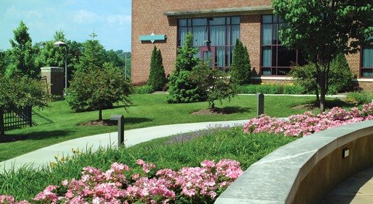 Pruned Trees and Shrubs