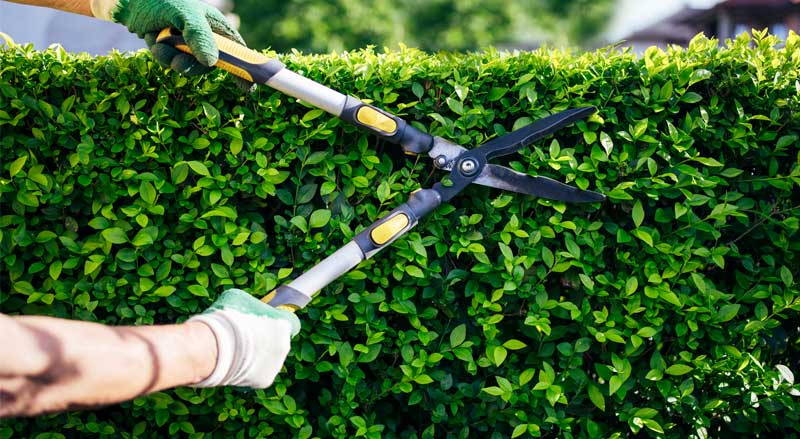 Pruning vibrant green hedge bushes for maintaining healthy landscaping