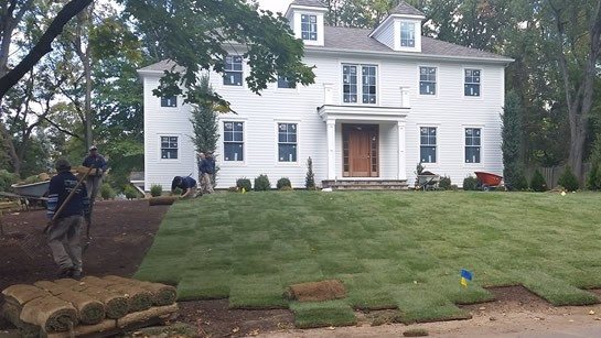 Landscapers Installing Sod